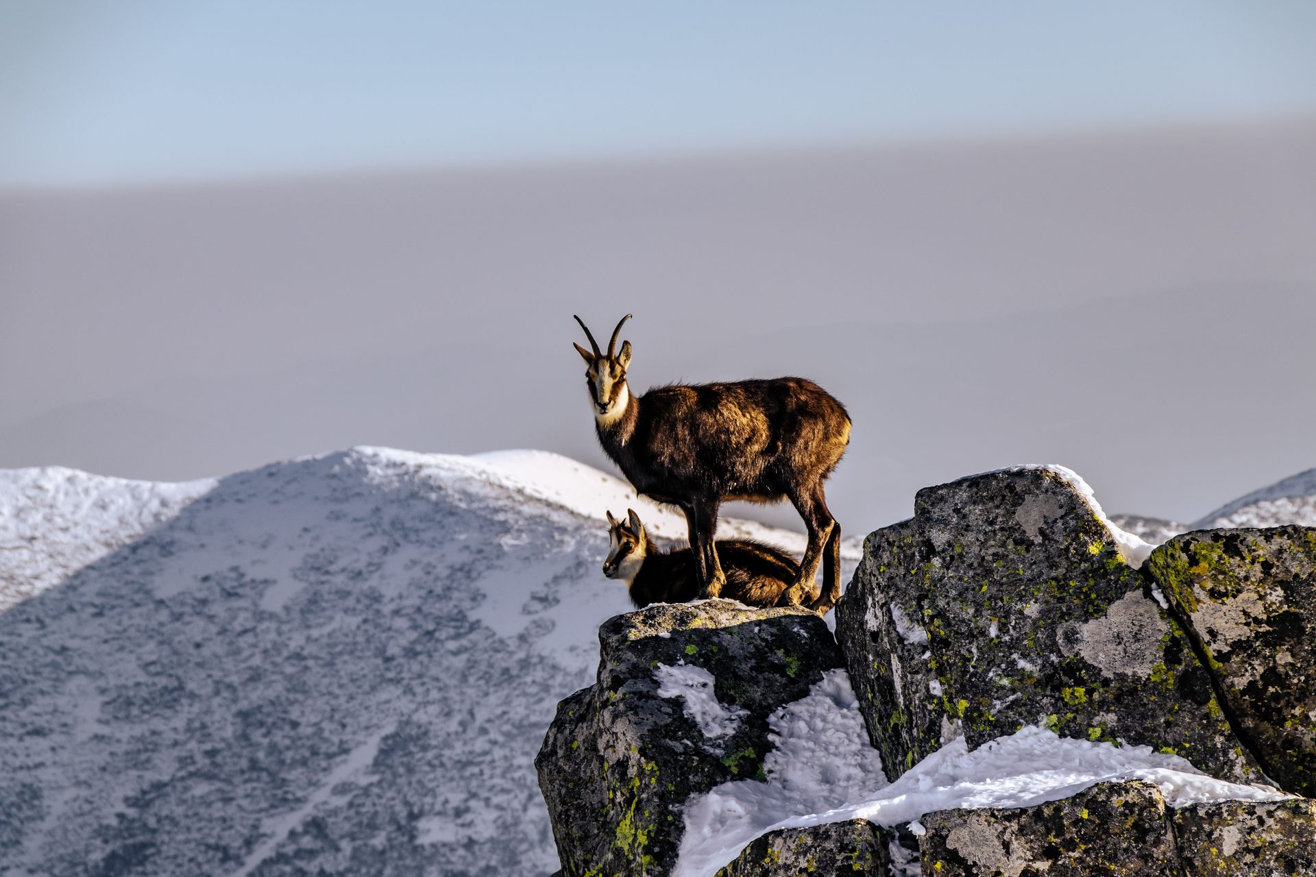 Un chamois sur la crête, dans le Mercantour