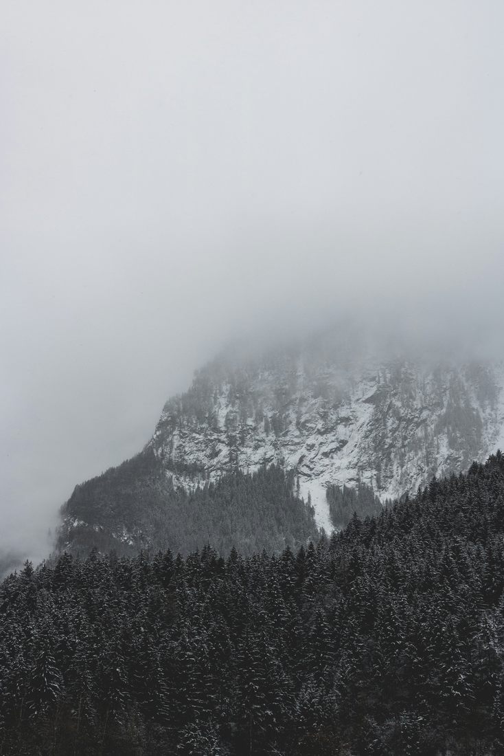 La forêt sous la neige, dans la brume